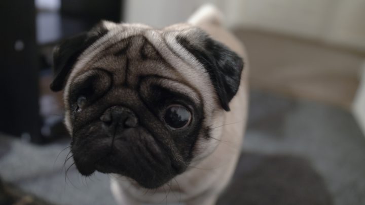 The curious case of the Nazi pug