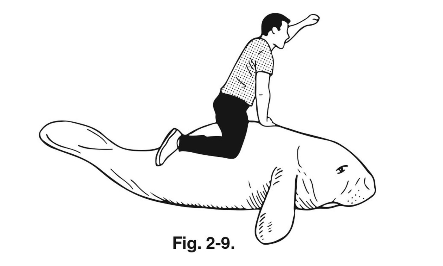 The Florida Manatee Sanctuary Act prohibits manatee rides, while federal crime 16 USC §1375(b) subjects manatee harassers to up to one year in prison.