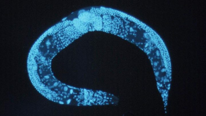 Are worms victims of racial oppression?