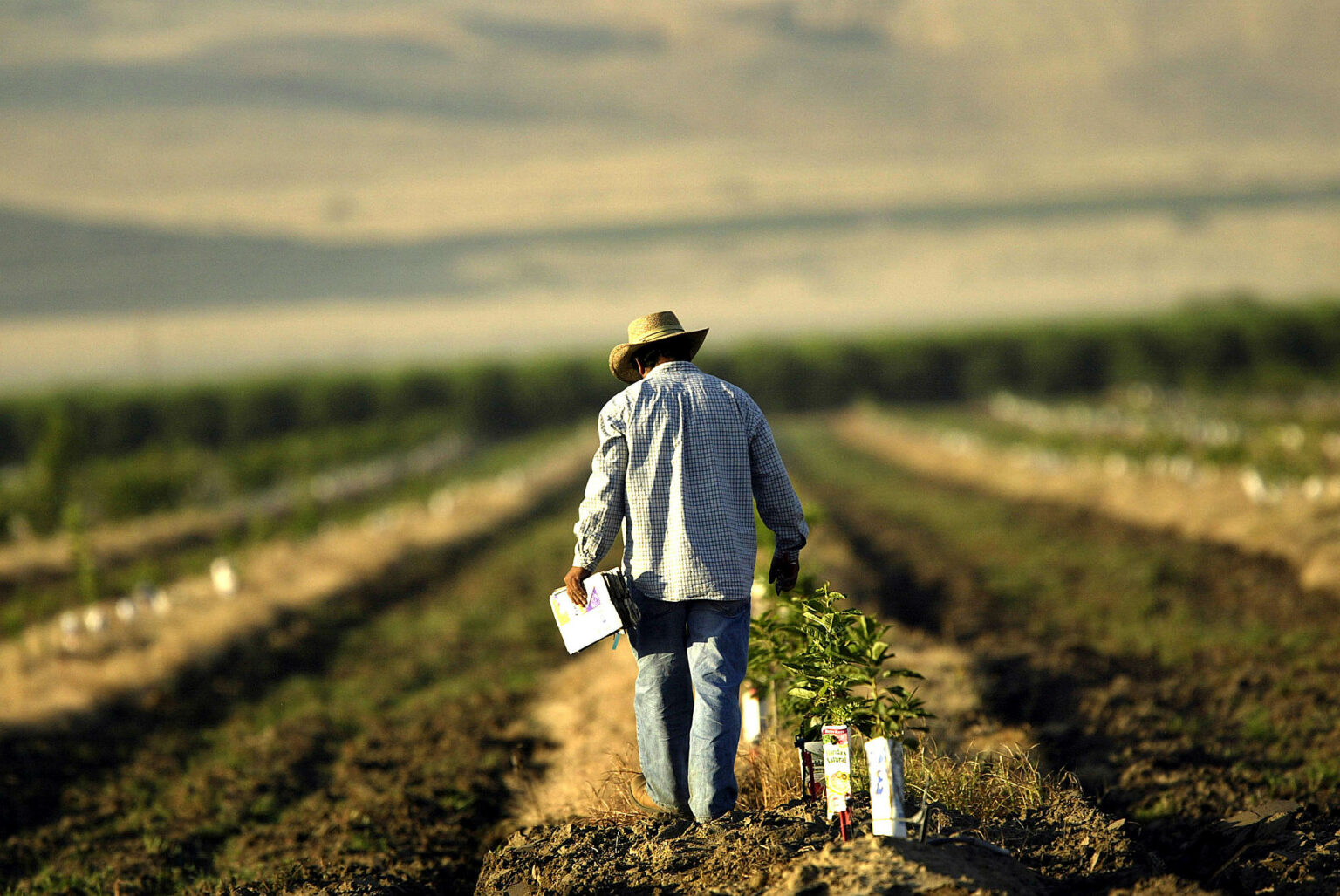 A farm worker labours in a field near the town of Arvin, southeast of Bakersfield, California.
