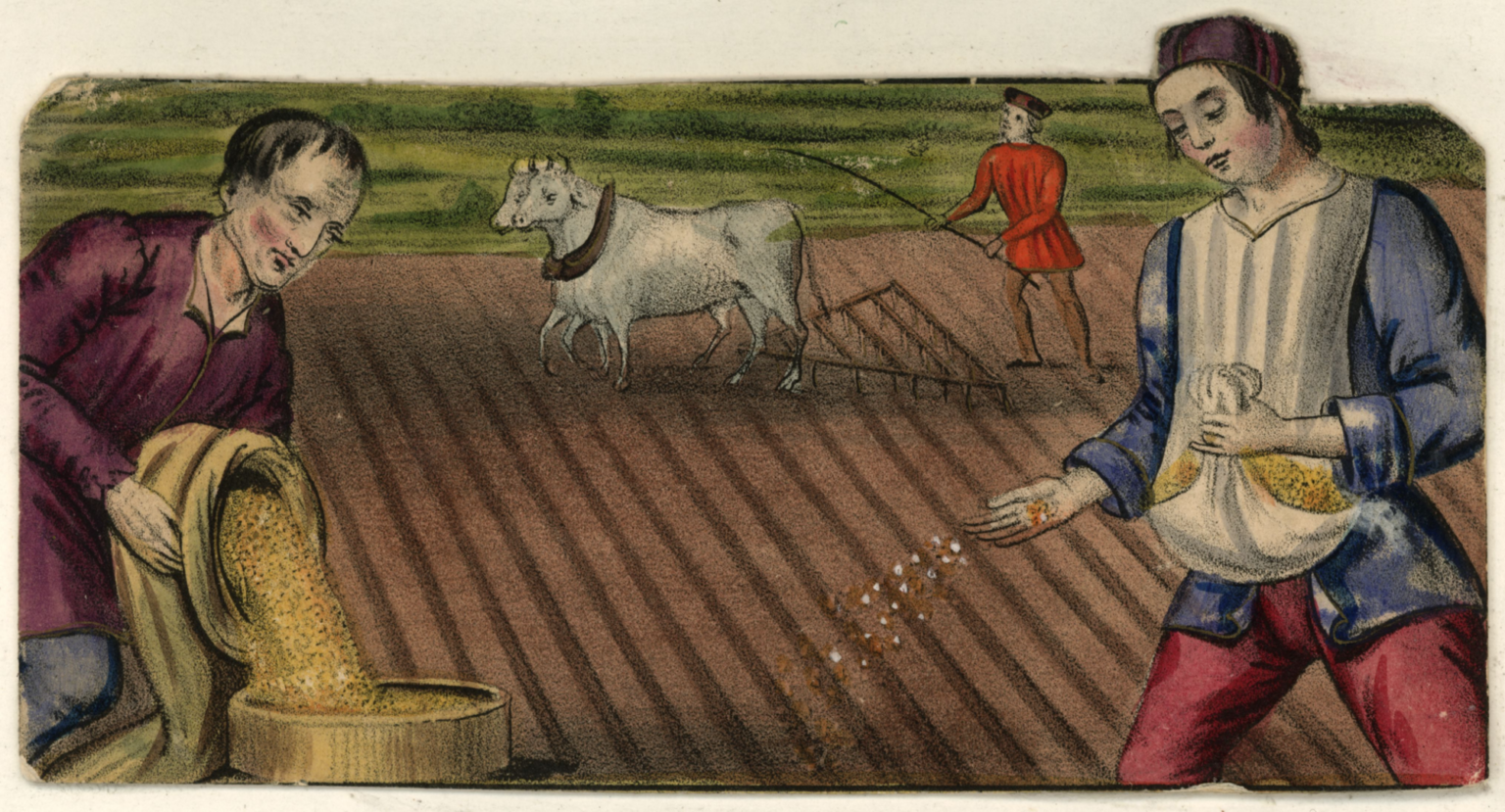 Farmworkers planting seeds and harrowing a ploughed field, Circa 1450.