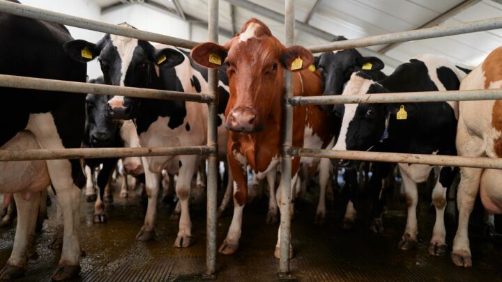 The return of animal sacrifice