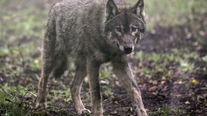 The lunacy of reintroducing wolves to Britain