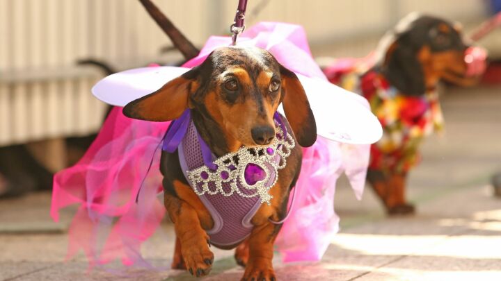 Can a Dachshund be ‘genderfluid’?