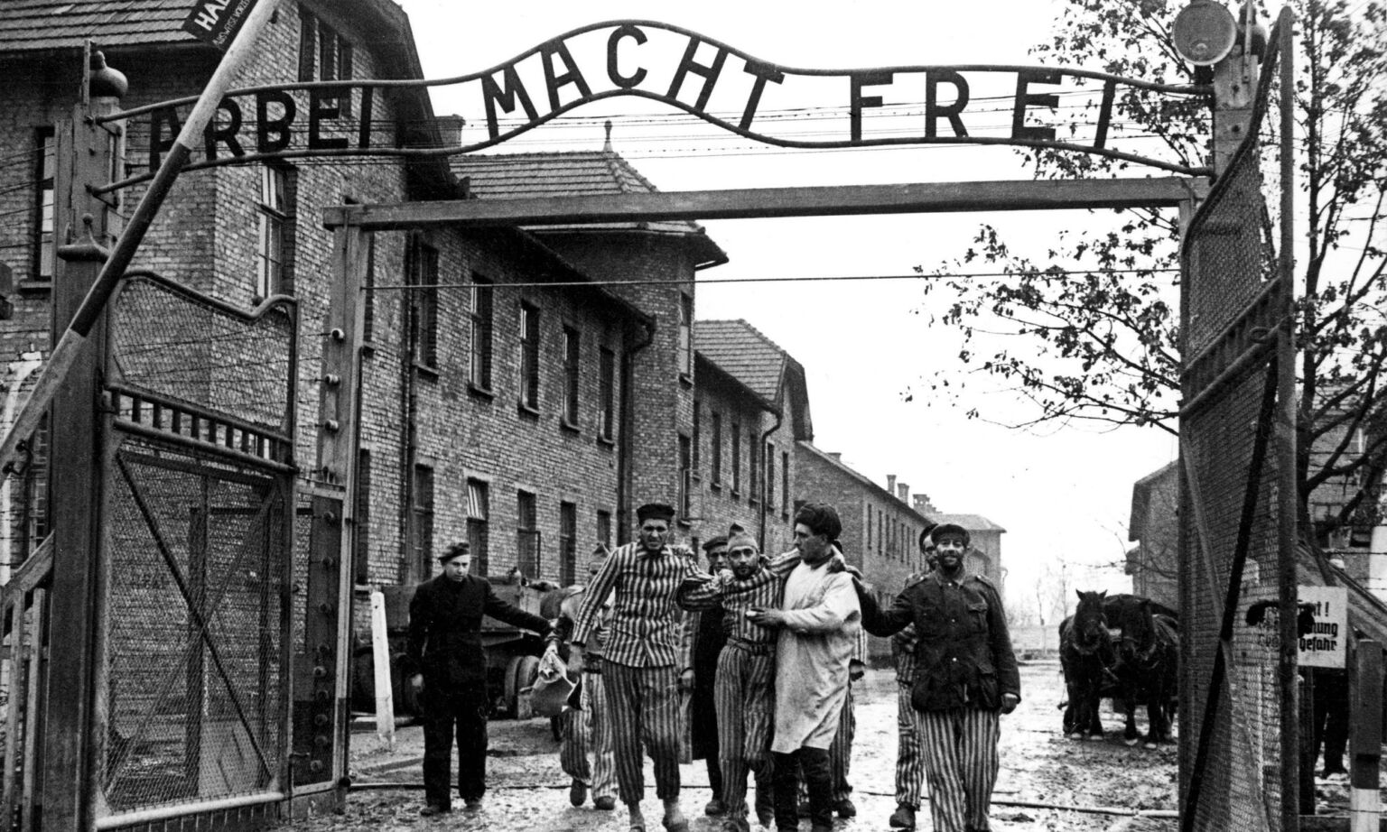 Concentration camp victims are led through the Auschwitz-Birkenau camp gate in 1945. 