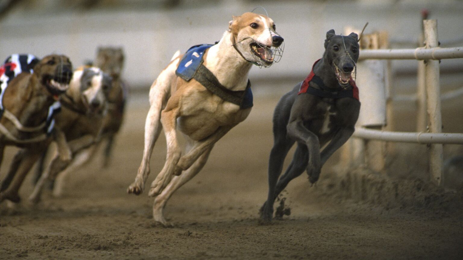 Hands off our greyhounds!