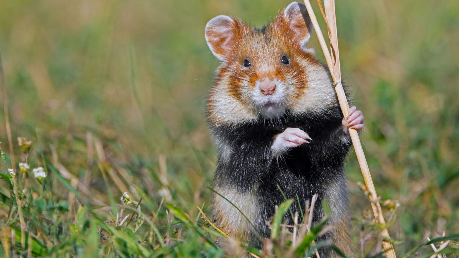 How the Online Safety Act shut down a hamster forum