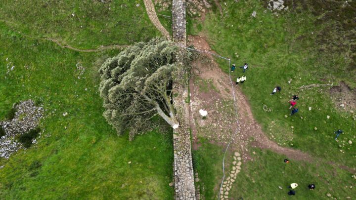 The Sycamore Gap tree trial and Britain’s tyranny of twee
